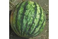 Кримсон Свит - арбуз, 0,5 кг, (Lark Seeds) фото, цена